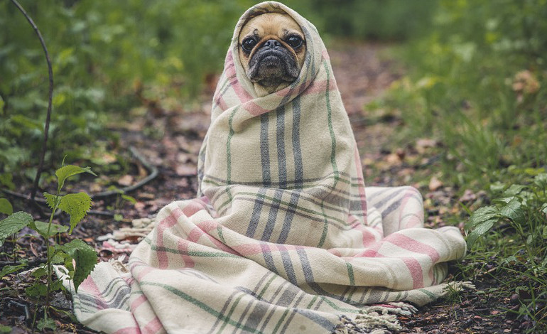 l'inverno sta arrivando. Se avete trapunte, coperte ed altro da buttare portatelo ai canili