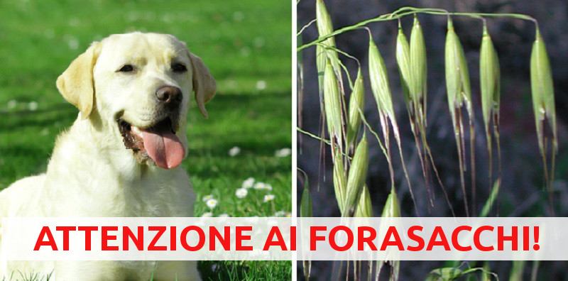 forasaco un pericolo per il cane. Fate attenzione ai forasacchi