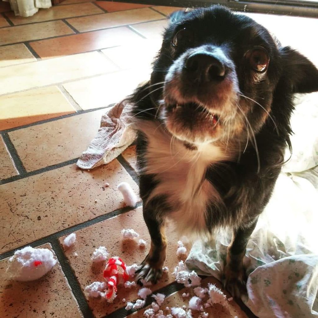 non è colpa mia il pupazzo voleva aggredirmi e mi sono difesa