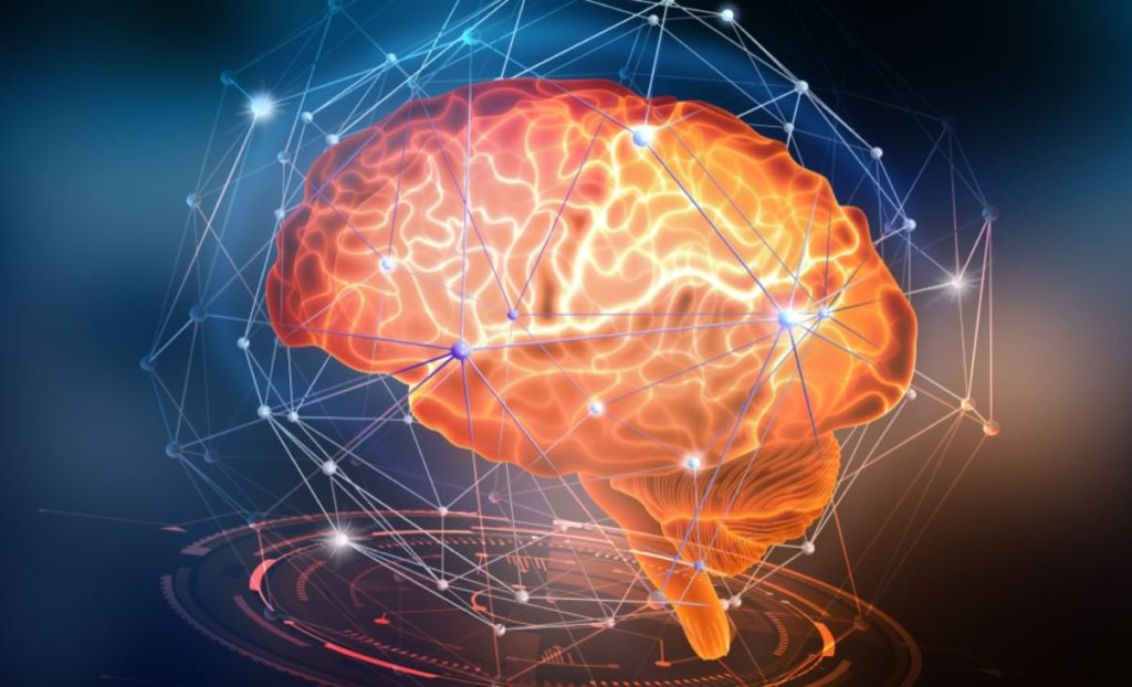 intelligenza e cervello