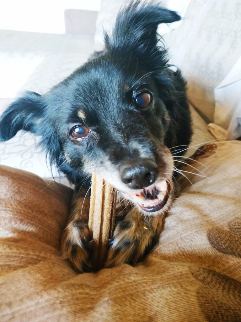 alimentazione cane