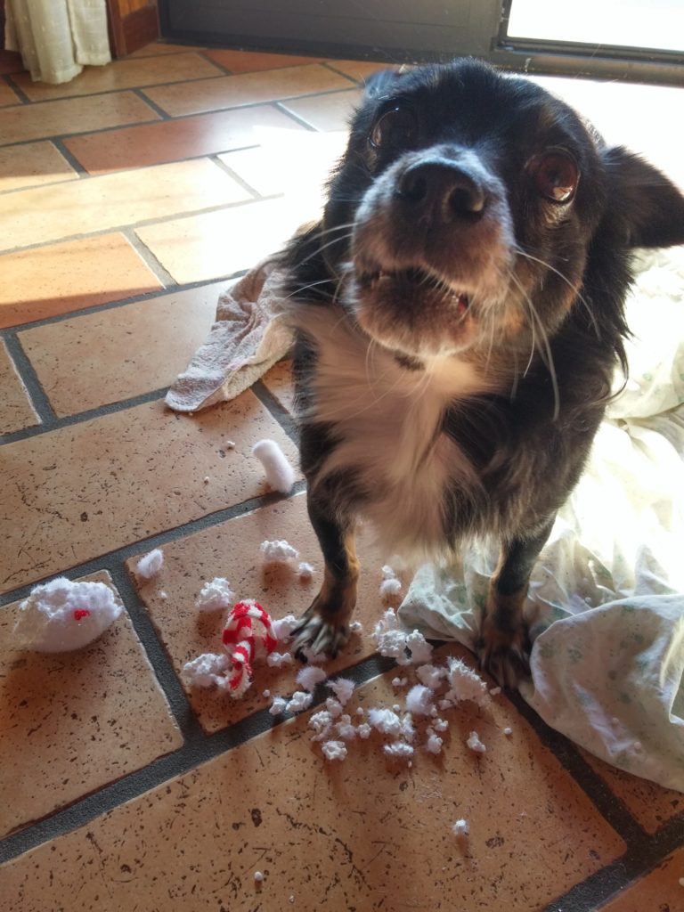 un cane rende il natale più divertente a patto che non si abbandonino i cani dopo le feste