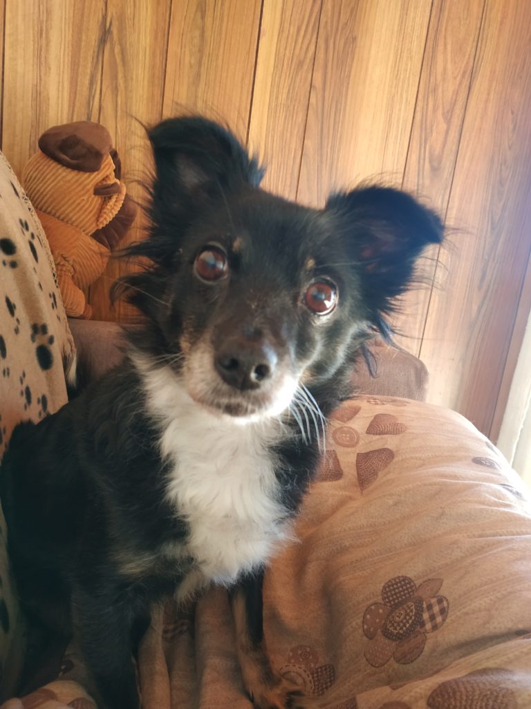 dedicato al mio cane che mi da tanto amore