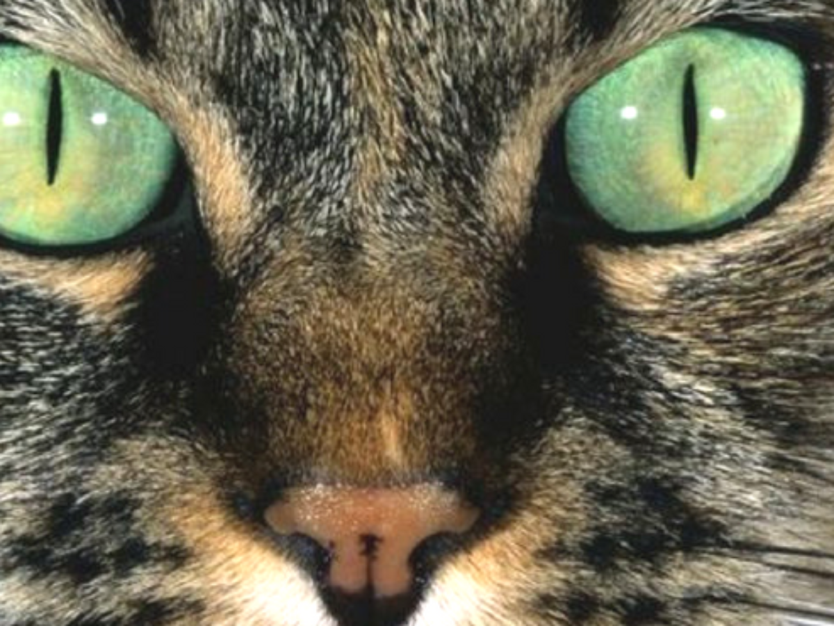 Perché i gatti hanno le pupille verticali? Il segreto dei perfetti cacciatori della notte