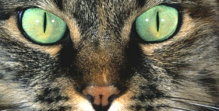 perchè i gatti hanno le pupille verticali