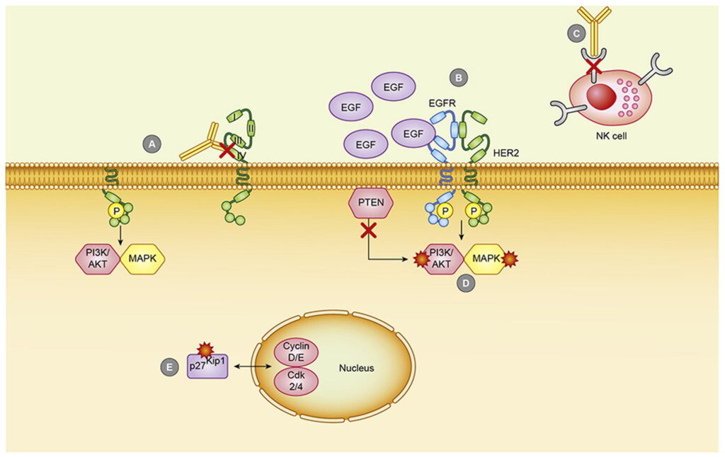 HER2 è una proteina che si trova sulla superficie di alcune cellule tumorali e che stimola la loro crescita e divisione